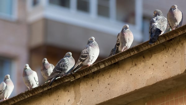 pigeons on a ledge