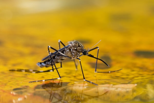 mosquito